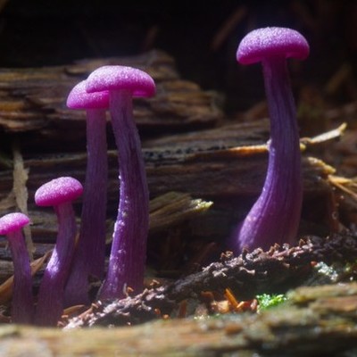 Timeline: Historia del Control de Calidad