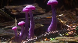 Timeline: Historia del Control de Calidad