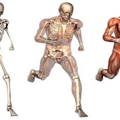 Timeline: Anatomía Humana