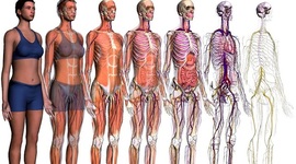 Timeline: LA FASE DESCRIPTIVA DE LA ANATOMÍA