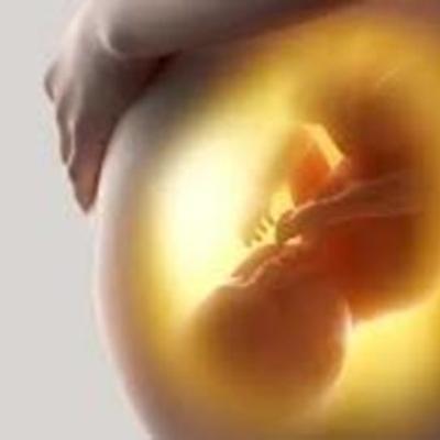 Timeline: DESARROLLO PRENATAL