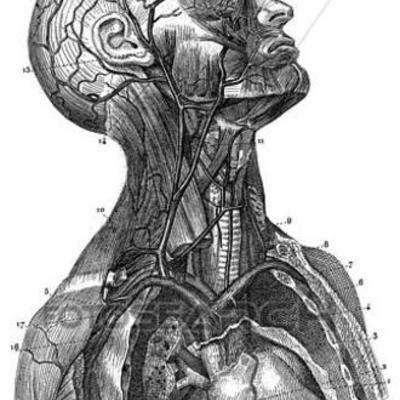Timeline: LA FASE DESCRIPTIVA DE LA ANATOMÍA.