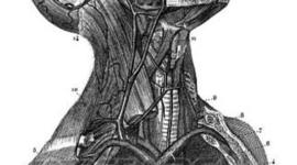 Timeline: LA FASE DESCRIPTIVA DE LA ANATOMÍA.