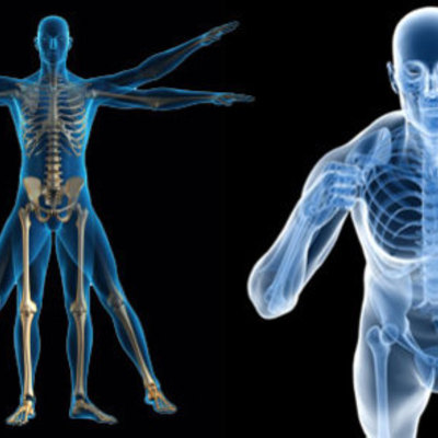 Timeline: La anatomía como ciencia