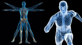 Timeline: La anatomía como ciencia