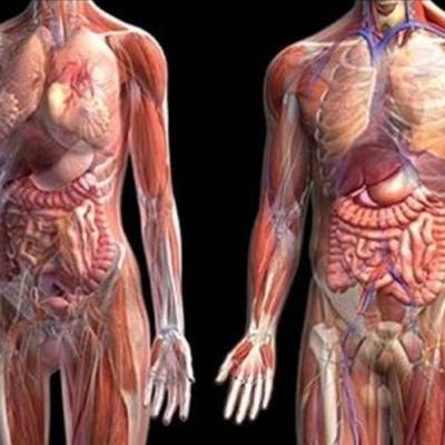 Timeline: Anatomia Humana