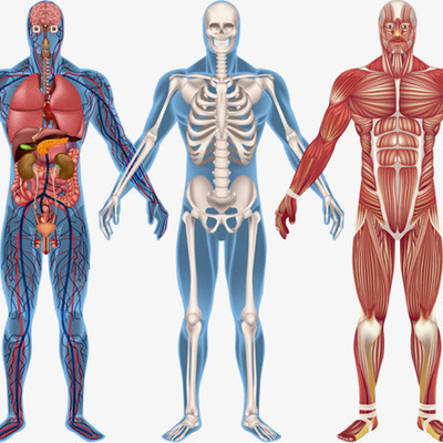 Timeline: FASE DESCRIPTIVA DE ANATOMÍA