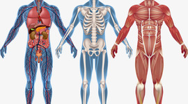 Timeline: FASE DESCRIPTIVA DE ANATOMÍA