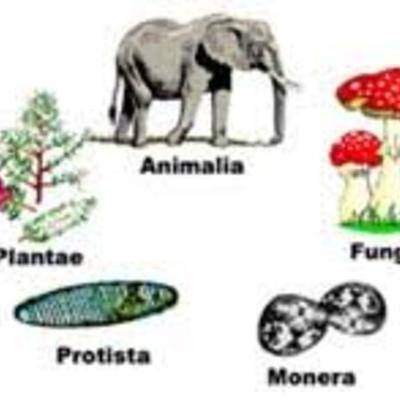 Timeline: Sistemas de clasificación de la diversidad biológica