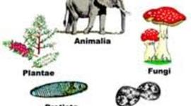 Timeline: Sistemas de clasificación de la diversidad biológica