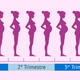 Etapas del embarazo por meses