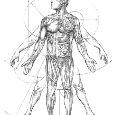 Timeline: Fase descriptiva de la anatomía