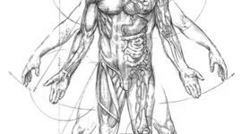 Timeline: Fase descriptiva de la anatomía