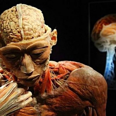 Timeline: "La anatomía como ciencia"