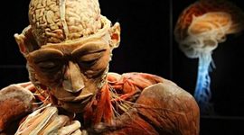 Timeline: "La anatomía como ciencia"