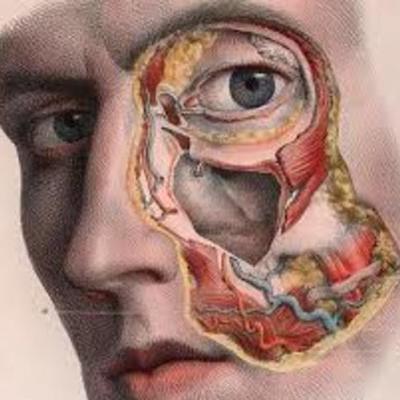 Timeline: anatomía humana