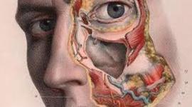 Timeline: anatomía humana