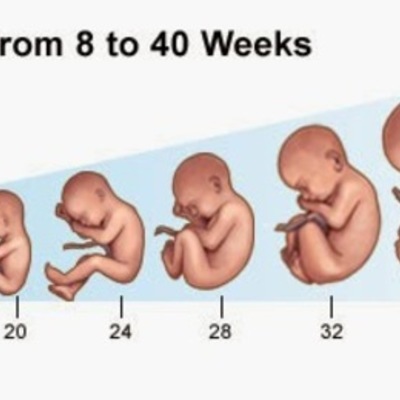 Timeline: Prenatal development