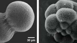 Timeline: Teoría Celular