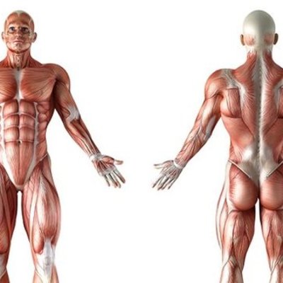 Timeline: Linea del tiempo de la anatomía  descriptiva como ciencia