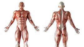 Timeline: Linea del tiempo de la anatomía  descriptiva como ciencia