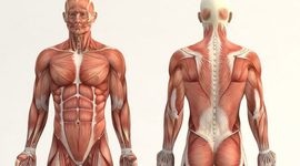 Timeline: La fase descriptiva de la anatomía humana