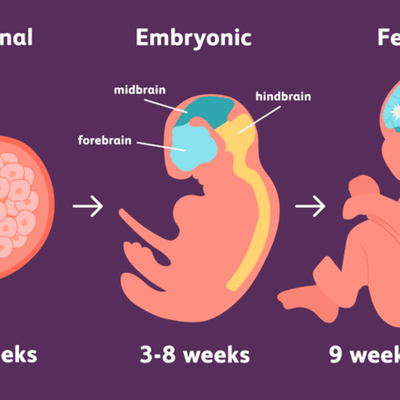 Timeline: Prenatal Development