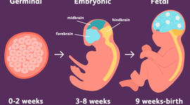 Timeline: Prenatal Development