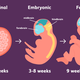 2795073 stages of prenatal development 01 5a3040f6eb4d5200362d5553