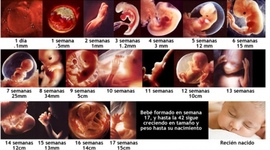 Timeline: Desarrollo Prenatal