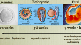 Timeline: Prenatal Timeline