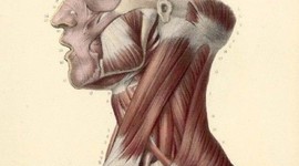 Timeline: Anatomía Descriptiva