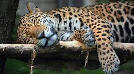 Timeline: My Timeline