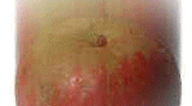 Timeline: The Scientific Revolution