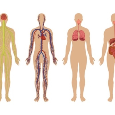 Timeline: La fase explicativa de la anatomía