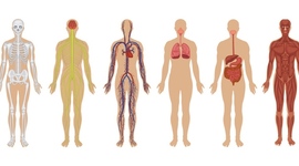 Timeline: La fase explicativa de la anatomía