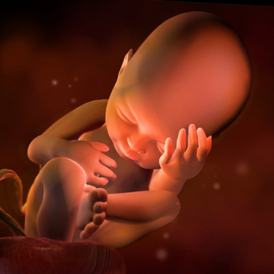 Timeline: DESARROLLO PRENATAL