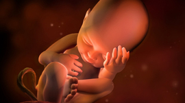 Timeline: DESARROLLO PRENATAL