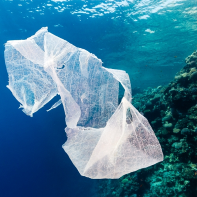 Timeline: Changing To Non Plastic Bags To Avoid Animals Getting Sick.