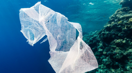 Timeline: Changing To Non Plastic Bags To Avoid Animals Getting Sick.