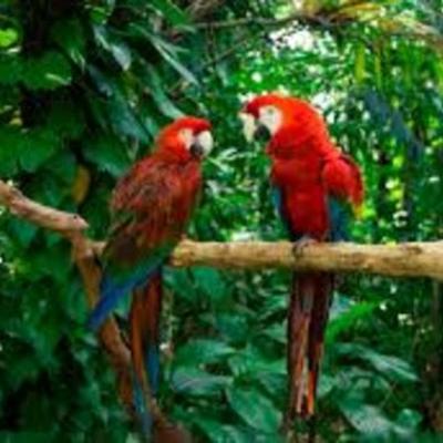 Timeline: la fauna y la flora de Colombia