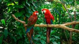 Timeline: la fauna y la flora de Colombia