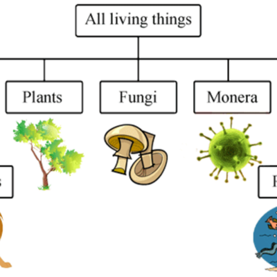Timeline: MODULE 1: LIVING THINGS