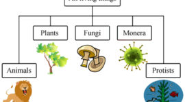 Timeline: MODULE 1: LIVING THINGS