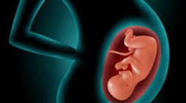 Timeline: Pregnancy Timeline