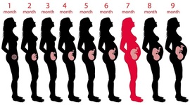 Timeline: Pregnancy Timeline
