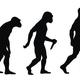 Homo erectus evolucion del hombre