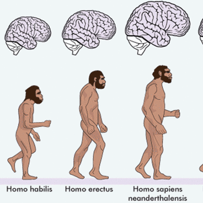 Timeline: La Evolución del Hombre
