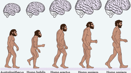 Timeline: La Evolución del Hombre
