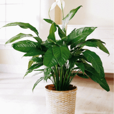 Timeline: Fases del crecimiento en las plantas